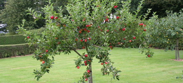 Les avantages des arbres fruitiers dans le jardin